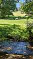 Chevaux au d&eacute;tour de l'Yzeron