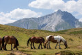 Horses by the lake