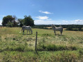 Chevaux au lieu-dit LES PICS