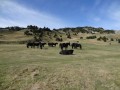Chevaux au pas de l'Essaure