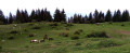 Chevaux au p&acirc;turage