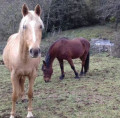 Chevaux au pré