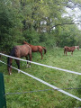 Chevaux au pré