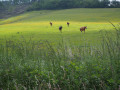 Chevaux au pré