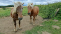 chevaux comtois