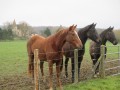 chevaux curieux chevaux curieux