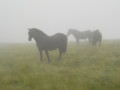 Chevaux dans la brume Chevaux dans la brume