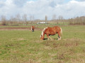 Chevaux dans les Barthes