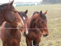 Chevaux dans les près Chevaux dans les près