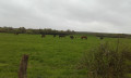Chevaux dans les prés