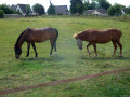 Chevaux dans un pré