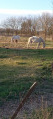 Chevaux de Camargue