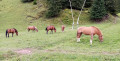 Chevaux en alpage