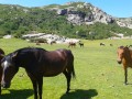 Chevaux en liberté au lac Nino