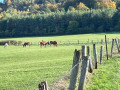 chevaux en pâture chevaux en pâture