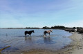 Chevaux en semi-liberté