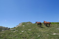 Chevaux en totale liberté