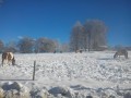 Chevaux dans la neige