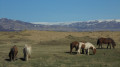chevaux islandais