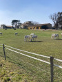 Chevaux Lipizzan
