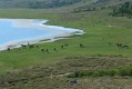 Chevaux (sauvages ?!) du Nino