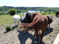 Chevaux sur fond de Val Joly