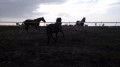 chevaux sur la crête