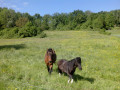 Chevaux