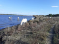 Chevaux