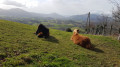 Chevaux