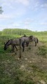Chevaux