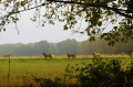 Chevaux