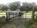 Chevaux