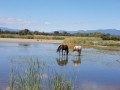 Chevaux