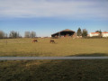 Chevaux