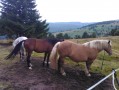 chevaux chevaux