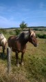 Chevaux