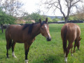 Chevaux