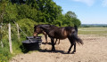 Chevaux