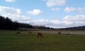 Chevaux