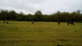 Chevaux
