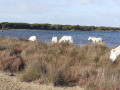 Chevaux Chevaux