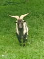 chèvre landrace hollandaise