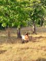 Chèvre