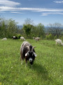 Chèvres au fort de Pugey