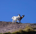 Chevres dans la montee vers l'Atxuria Chevres dans la montee vers l'Atxuria