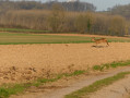 Chevreuil à Dennebroeucq