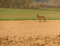 Chevreuil à Dennebroeucq
