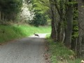 Chevreuil dans chemin montant au col de Pavezin