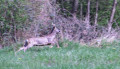 Chevreuil en pleine course
